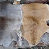 02 Aktion Februar 25 Tiere im Winterwald